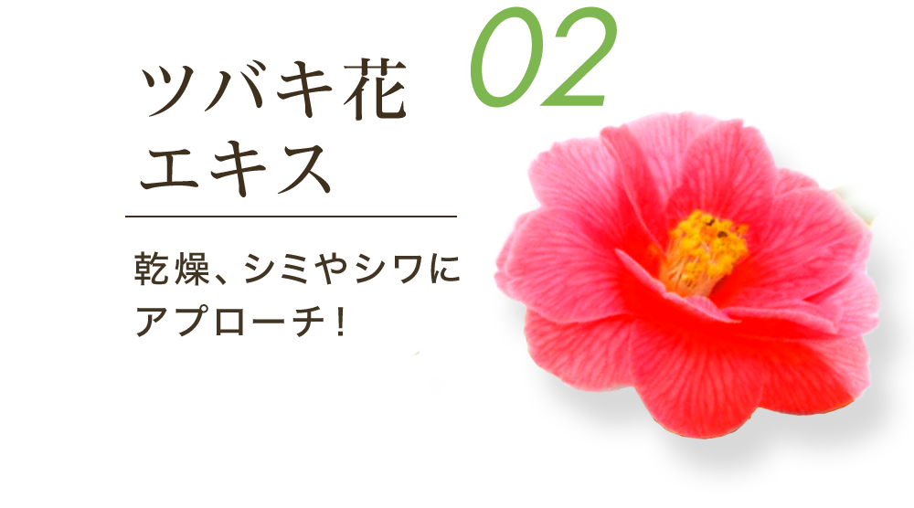 02ツバキ花エキス 乾燥、シミやシワにアプローチ！